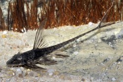 Lamontichthys sp. `COLOMBIA`
